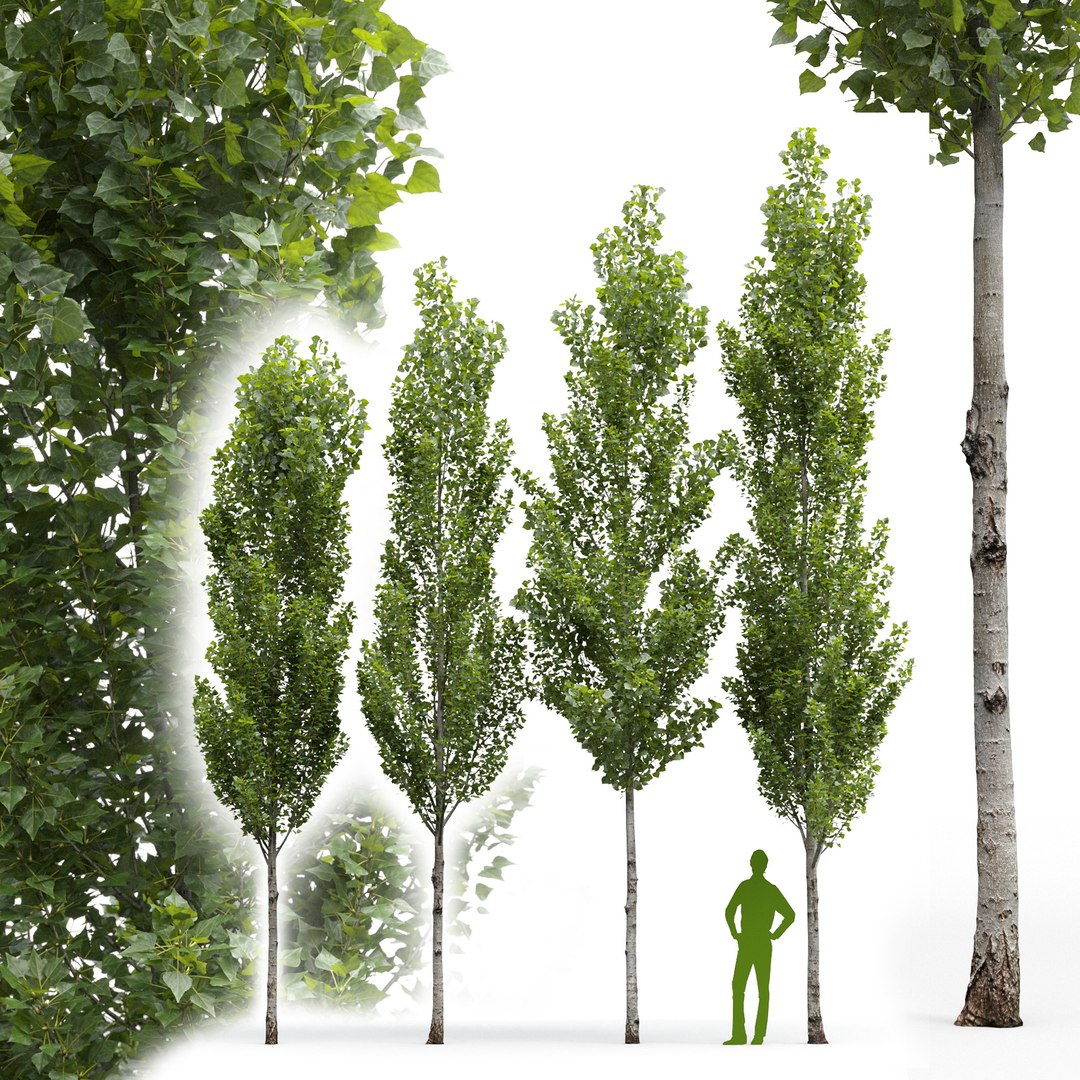 3D Poplar Populus Nigra V6 - TurboSquid 1760599
