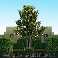 5 Magnolia grandiflora 2