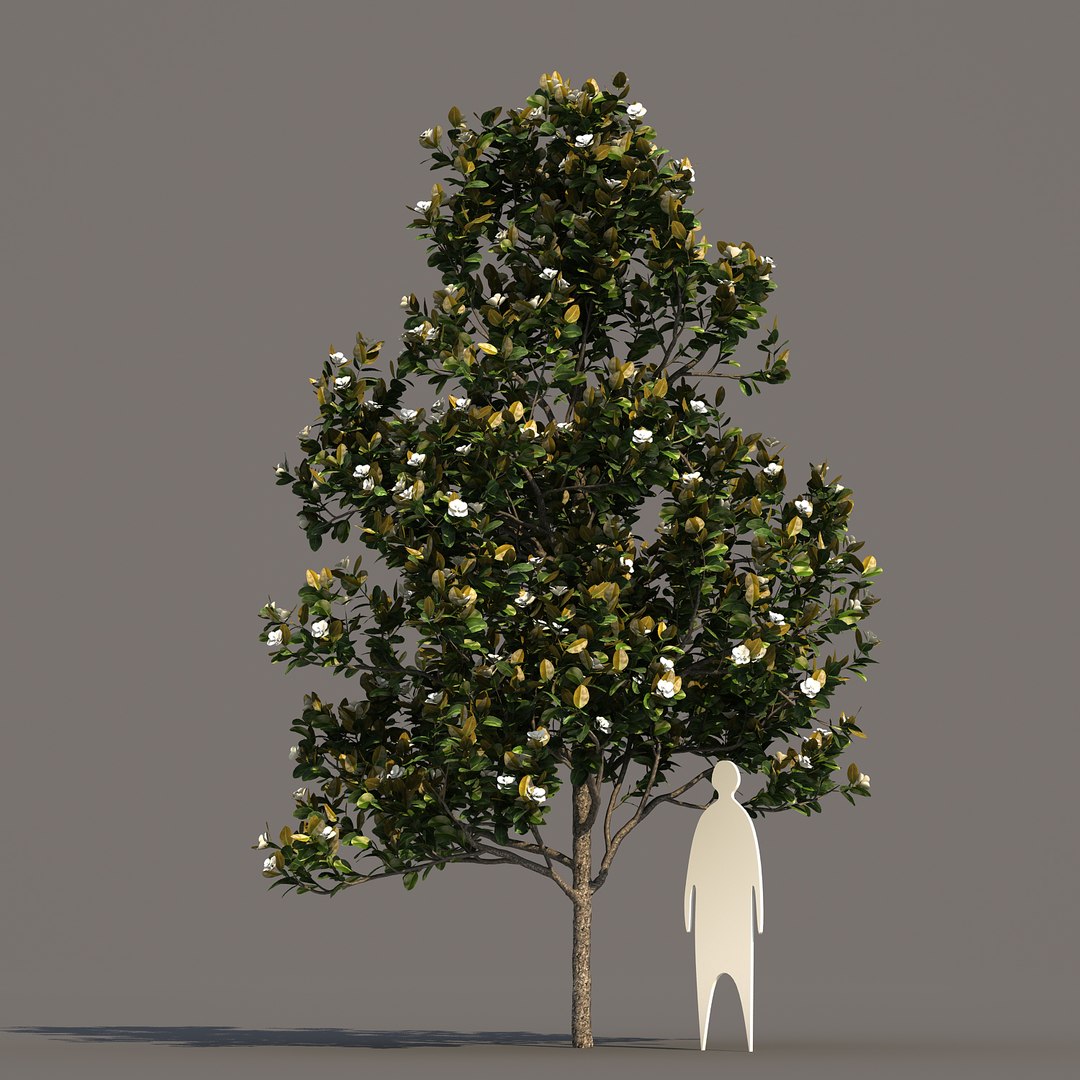 3d model 2 5 tree https://p.turbosquid.com/ts-thumb/Lj/Rkt0c1/0Nwfr30P/magnoliagrandiflora_05/jpg/1469577555/1920x1080/fit_q87/148517c139607384bdd3652010d148a641a4500a/magnoliagrandiflora_05.jpg