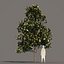 5 Magnolia grandiflora 2