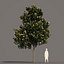 5 Magnolia grandiflora 2