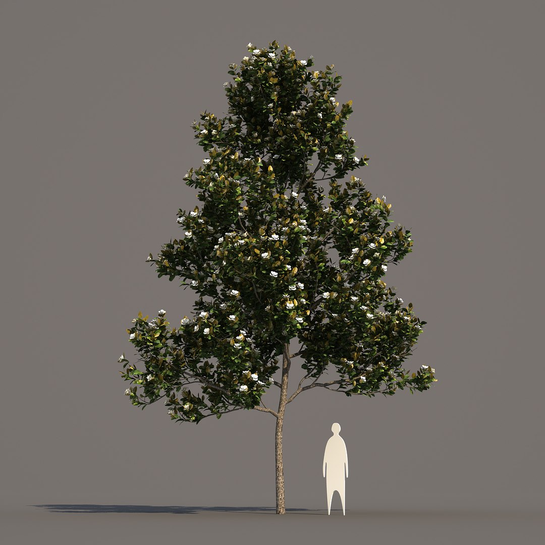 3d model 2 5 tree https://p.turbosquid.com/ts-thumb/Lj/Rkt0c1/H2fdrJXe/magnoliagrandiflora_02/jpg/1469577555/1920x1080/fit_q87/a9cb2d8111cb250d77554e217866f388efa0dec1/magnoliagrandiflora_02.jpg