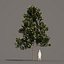 5 Magnolia grandiflora 2