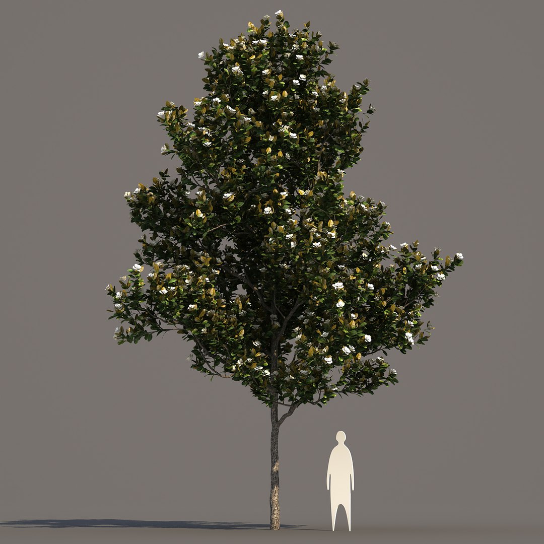 3d model 2 5 tree https://p.turbosquid.com/ts-thumb/Lj/Rkt0c1/IATzTn8R/magnoliagrandiflora_03/jpg/1469577555/1920x1080/fit_q87/96468ca4420dfaebc4abcdc83b5f25d53179a11d/magnoliagrandiflora_03.jpg