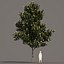 5 Magnolia grandiflora 2