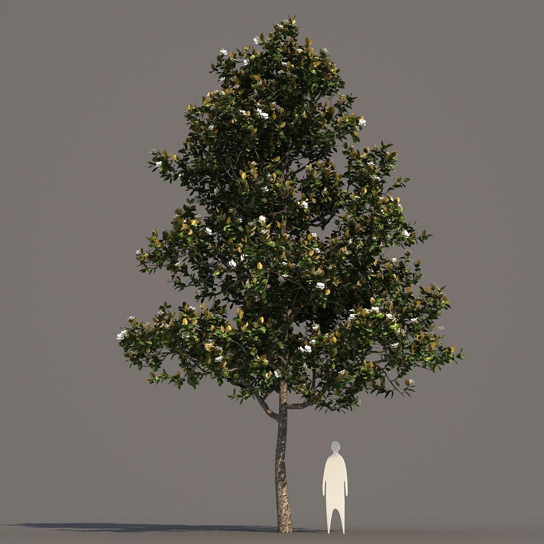 3d model 2 5 tree https://p.turbosquid.com/ts-thumb/Lj/Rkt0c1/WwLB0MpA/magnoliagrandiflora_01/jpg/1469577555/1920x1080/fit_q87/8ce7ebe07c5077f23b7909c13797fdeda8159bcf/magnoliagrandiflora_01.jpg