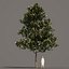 5 Magnolia grandiflora 2