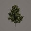 5 Magnolia grandiflora 2