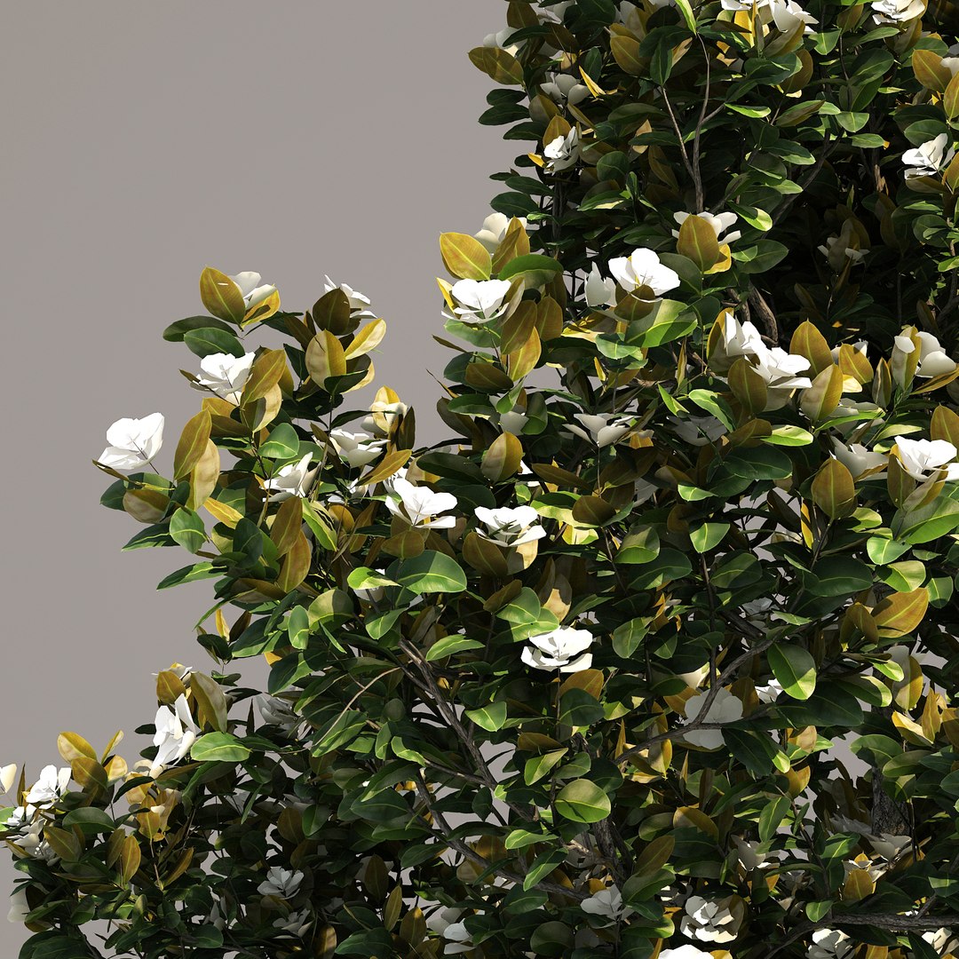 3d model 2 5 tree https://p.turbosquid.com/ts-thumb/Lj/Rkt0c1/ojfrnhzk/magnoliagrandiflora_06/jpg/1469577555/1920x1080/fit_q87/15e5d302782ef077c1d1015ed8c6db07187c8bbd/magnoliagrandiflora_06.jpg