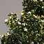 5 Magnolia grandiflora 2