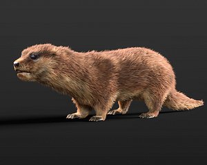 Otter Hair Fur Rigged