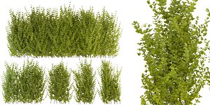 Collection plant vol 356 - blender model 3D model