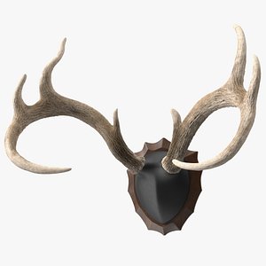 3D Deer Antlers on a Wall Mount