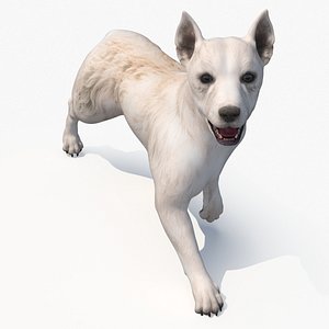 Mongrel Dog Cream Rigged 3D model