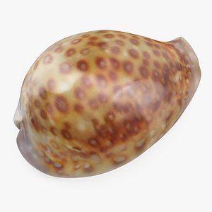 Sea Shell White-spotted Cowry