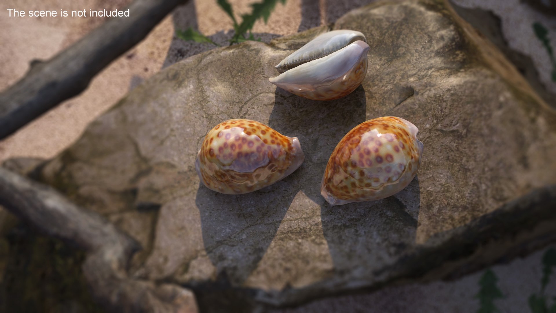 3D Model Sea Shell White-spotted Cowry - TurboSquid 1997438