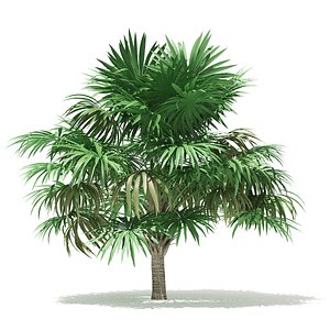 3D thatch palm tree 3