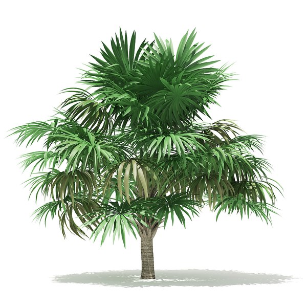 3D thatch palm tree 3
