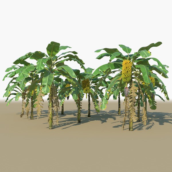 Banana plants trees animation 3D model - TurboSquid 1435760