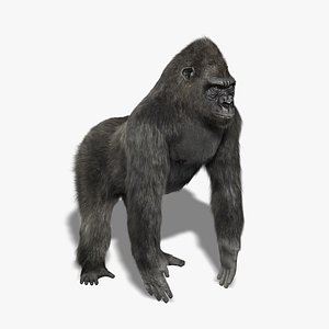 gorilla silverback fur 3 3d model