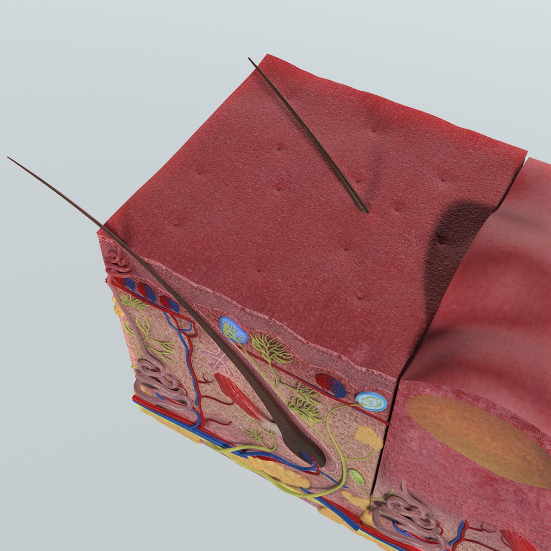 3D Model Realistic Skin Anatomy - TurboSquid 1164416