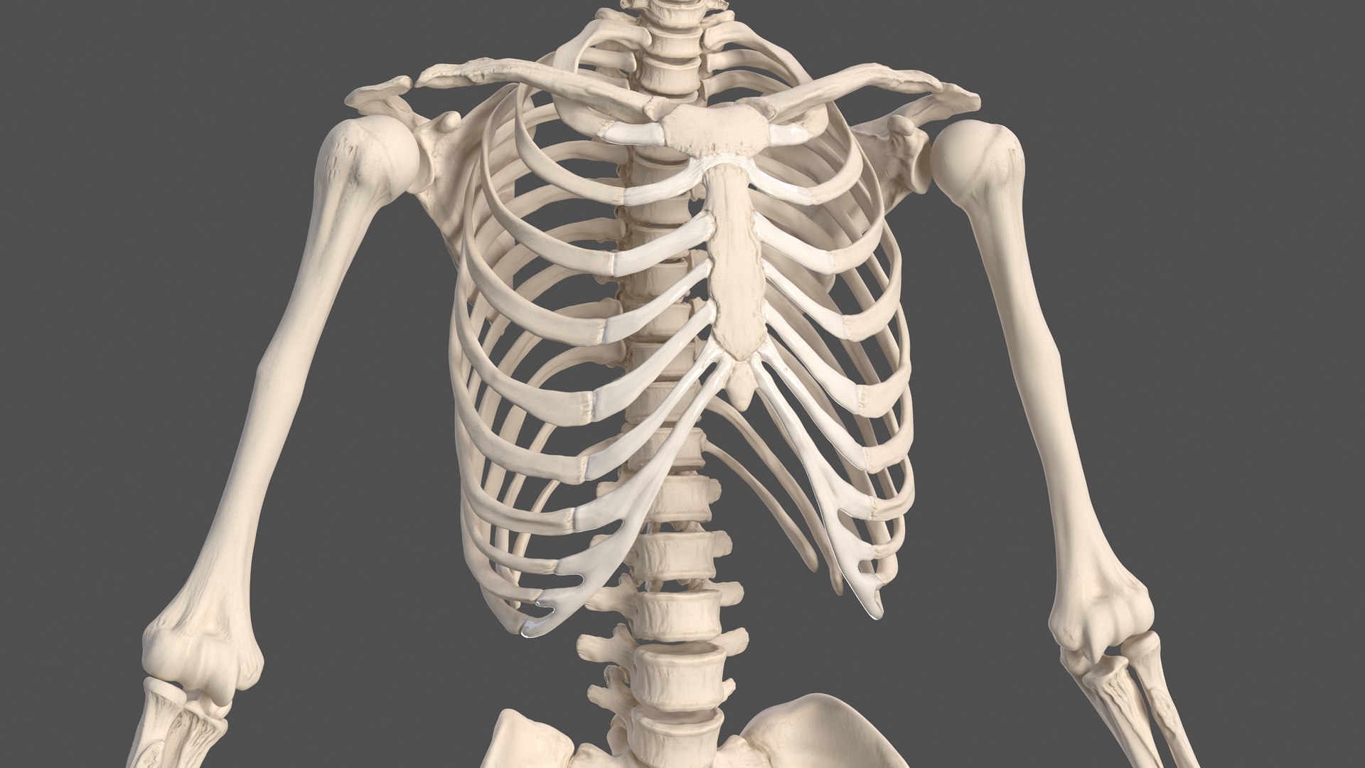 Male skeleton body 3D - TurboSquid 1459208