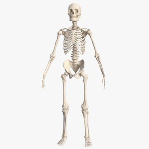 male skeleton body 3D
