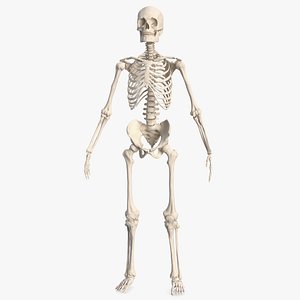Male Skeleton Full Body