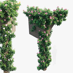 3D Rose plant set 71 model
