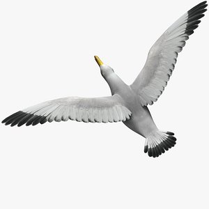 seagull sea 3d model