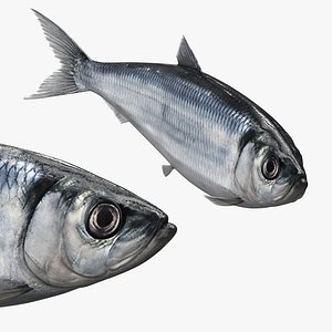 Atlantic Herring Fish Swim Animated Rigged For Maya model