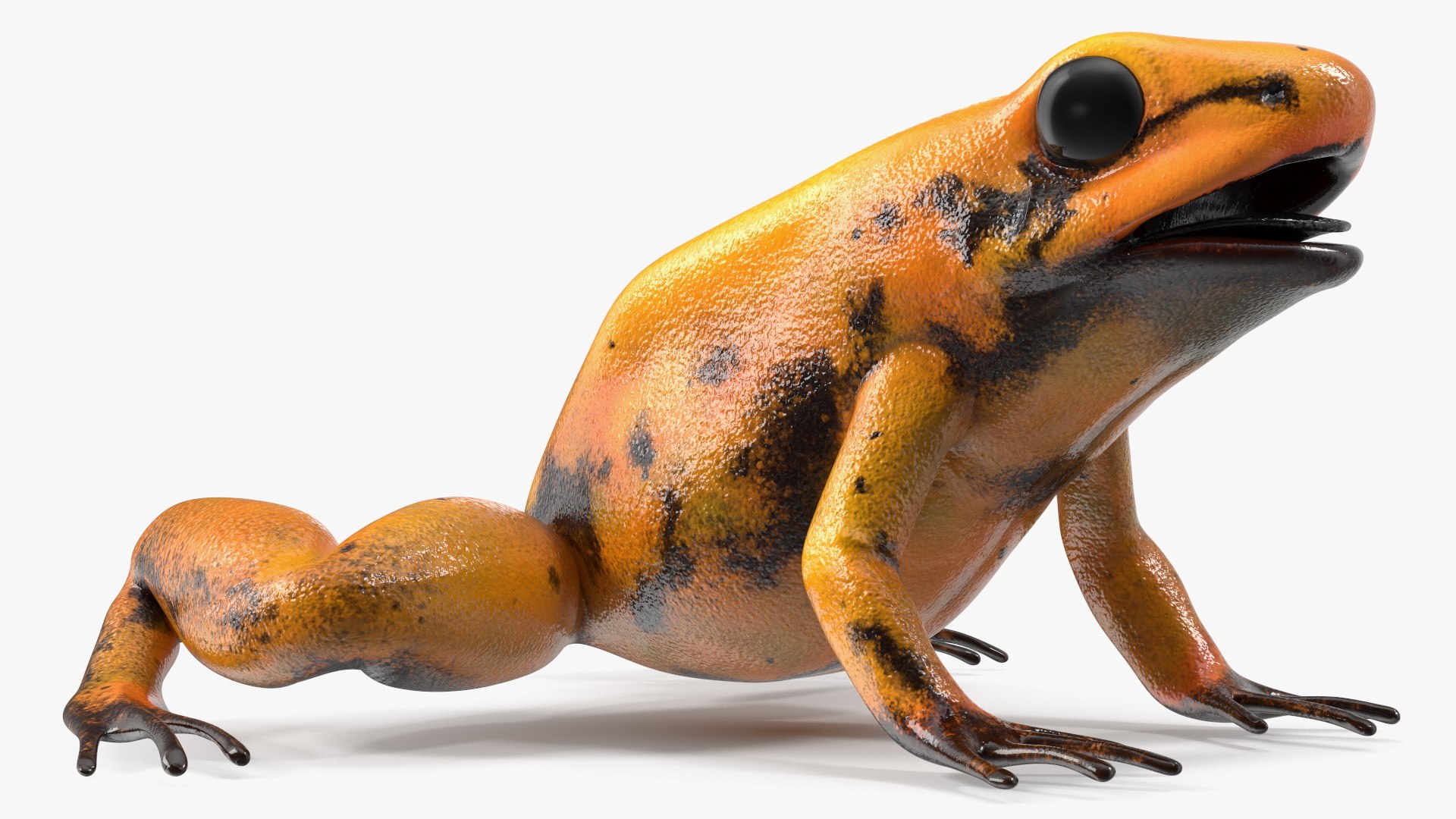Orange Golden Poison Frog model https://p.turbosquid.com/ts-thumb/Lk/SvZ5oe/1Y/orangegoldenpoisonfrogc4dmodel008/jpg/1706827199/1920x1080/fit_q87/681f9377d415f41692af8f708bc8ba09209439c9/orangegoldenpoisonfrogc4dmodel008.jpg