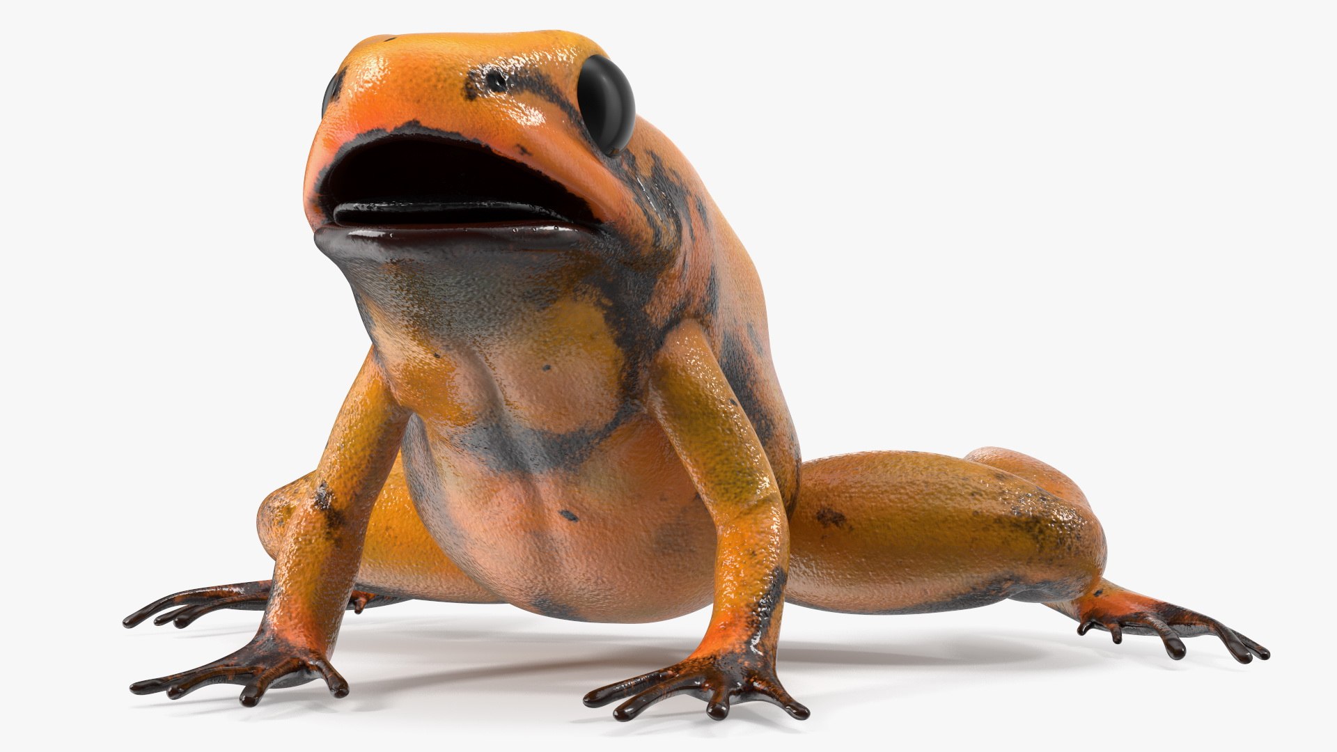 Orange Golden Poison Frog model https://p.turbosquid.com/ts-thumb/Lk/SvZ5oe/KH/orangegoldenpoisonfrogc4dmodel009/jpg/1706827203/1920x1080/fit_q87/d90a2b005ff02163f208f00ed822f34a6c060708/orangegoldenpoisonfrogc4dmodel009.jpg