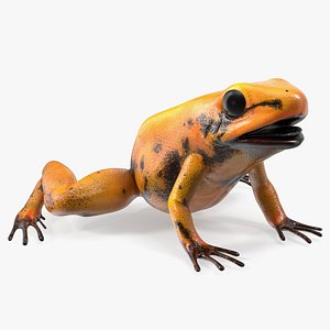 Orange Golden Poison Frog