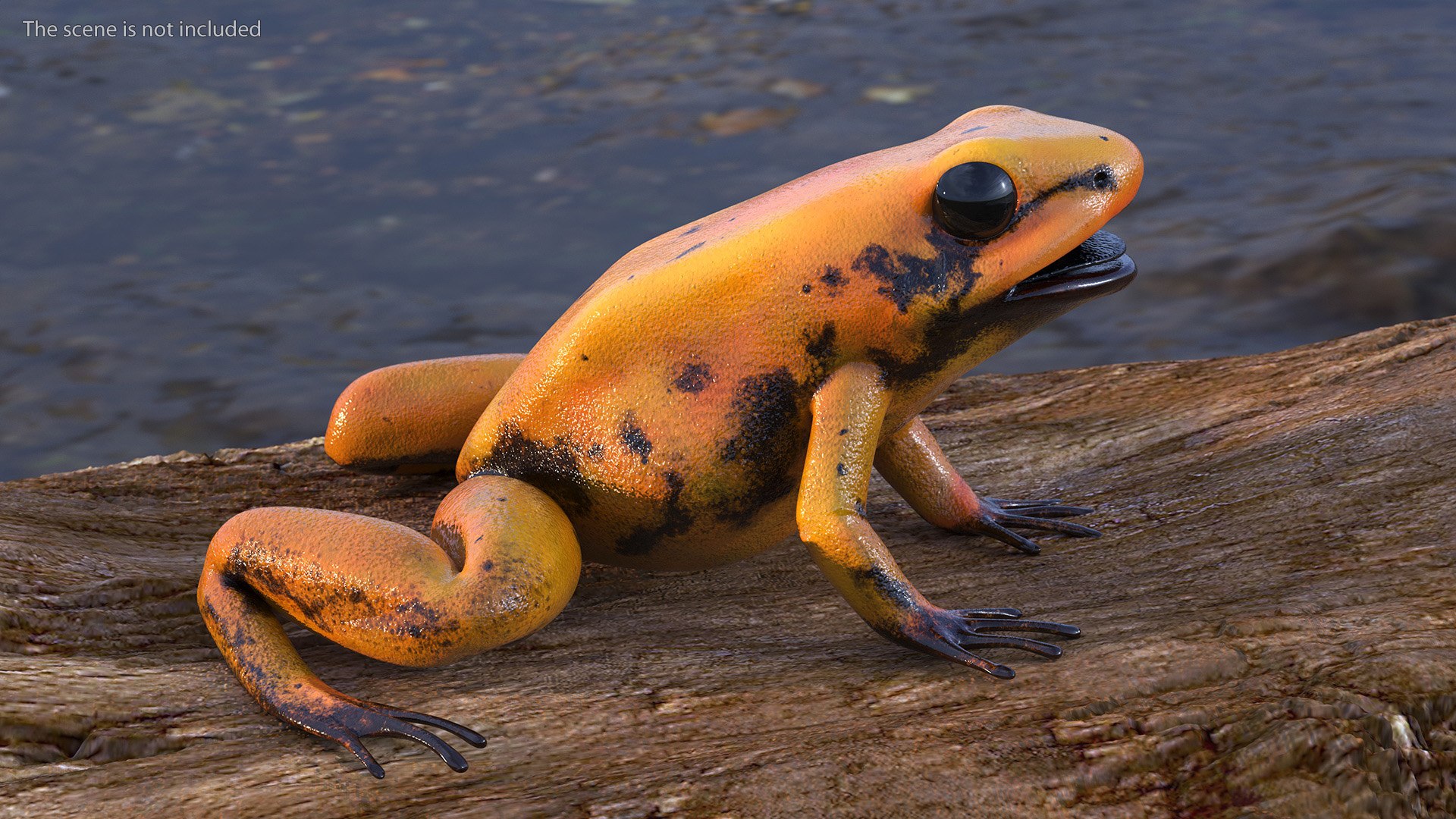 Orange Golden Poison Frog model https://p.turbosquid.com/ts-thumb/Lk/SvZ5oe/Oy/orangegoldenpoisonfrogc4dmodel002/jpg/1706827171/1920x1080/fit_q87/5f04796c8994c74aacdbcda6bddaf0b2cb7f1ae3/orangegoldenpoisonfrogc4dmodel002.jpg