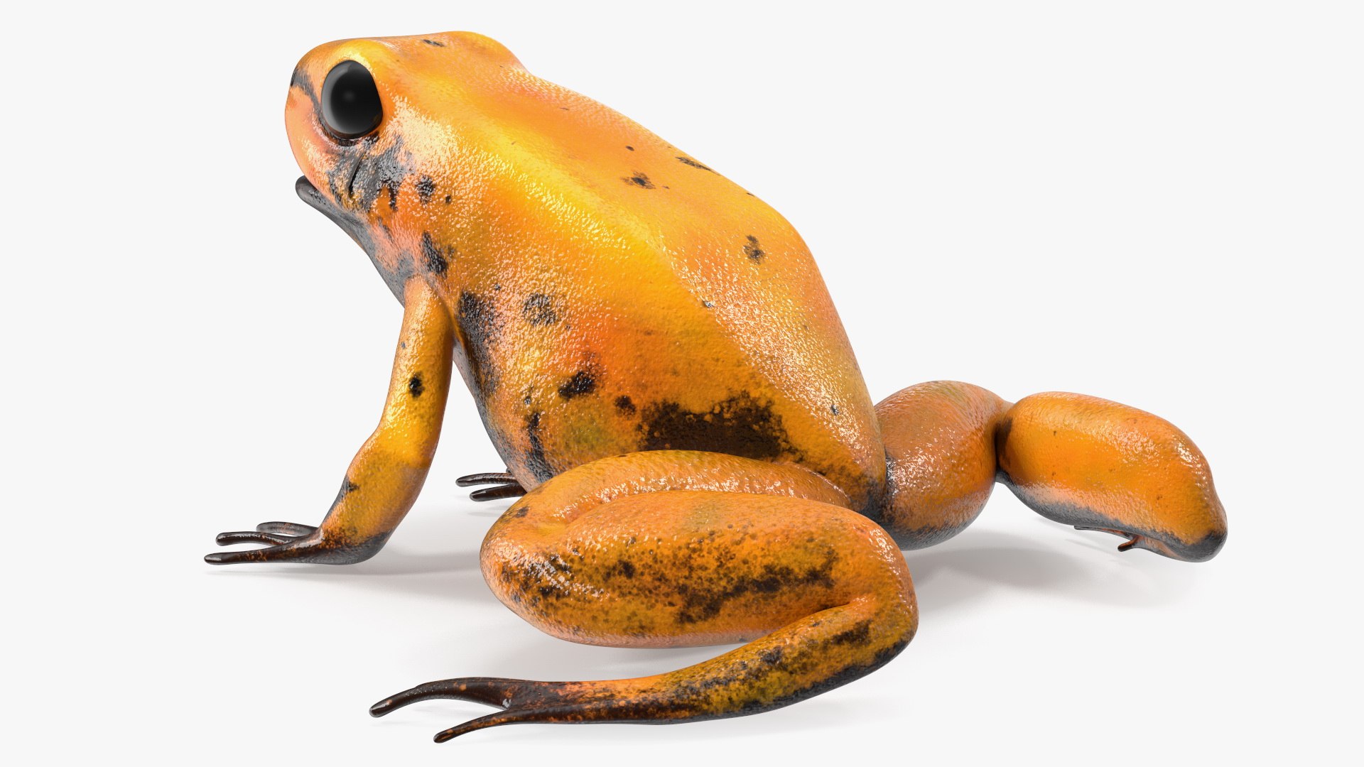 Orange Golden Poison Frog model https://p.turbosquid.com/ts-thumb/Lk/SvZ5oe/Su/orangegoldenpoisonfrogc4dmodel011/jpg/1706827211/1920x1080/fit_q87/bcdd855a3e541679c7ceda4373113780f96c4490/orangegoldenpoisonfrogc4dmodel011.jpg