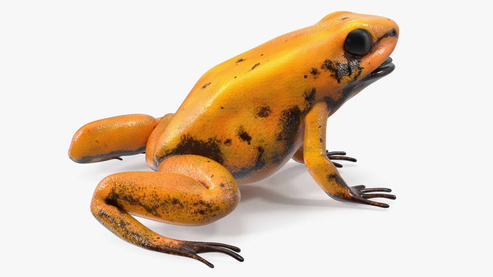 Orange Golden Poison Frog model https://p.turbosquid.com/ts-thumb/Lk/SvZ5oe/ZD/orangegoldenpoisonfrogc4dmodel013/jpg/1706827222/1920x1080/fit_q87/73e9e389c38e66dd0e992fab9bda0ac96d943cf6/orangegoldenpoisonfrogc4dmodel013.jpg