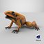 Orange Golden Poison Frog