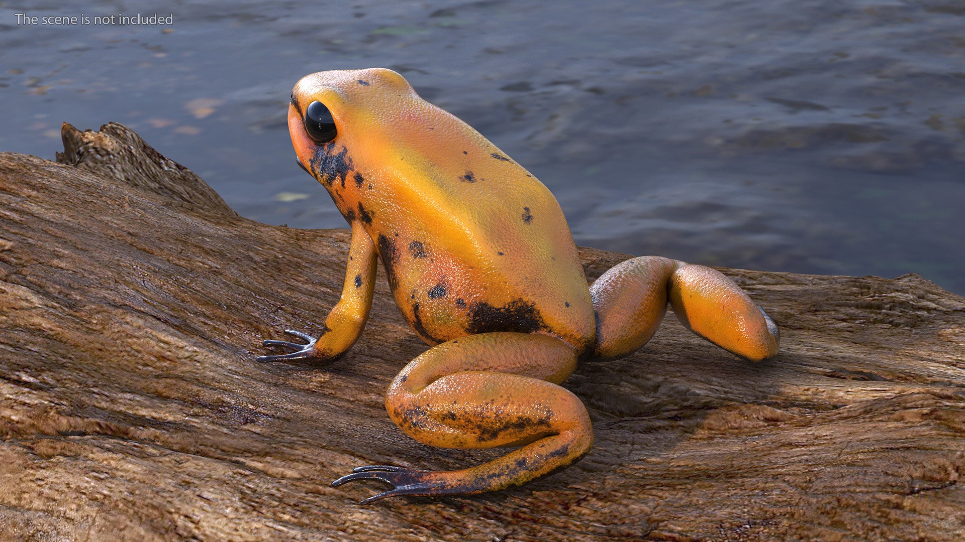Orange Golden Poison Frog model https://p.turbosquid.com/ts-thumb/Lk/SvZ5oe/wm/orangegoldenpoisonfrogc4dmodel003/jpg/1706827175/1920x1080/fit_q87/f81775c6829e33abf54ccaebbf342f1c58aa09d5/orangegoldenpoisonfrogc4dmodel003.jpg