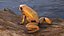 Orange Golden Poison Frog
