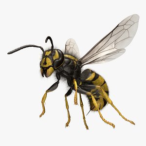 vespula vulgaris common wasp 3d obj