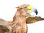 Gryphon