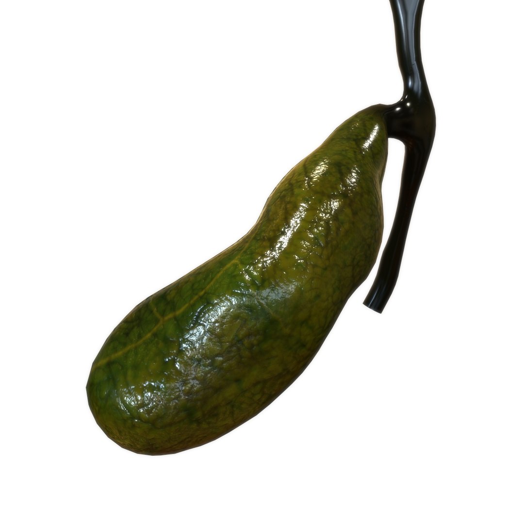 3D female internal organs https://p.turbosquid.com/ts-thumb/Lk/ctx6ja/8MXZ8pus/gallbladder/jpg/1586481699/1920x1080/fit_q87/820dd963b90cafea4373fad5021c035a600c6cbc/gallbladder.jpg