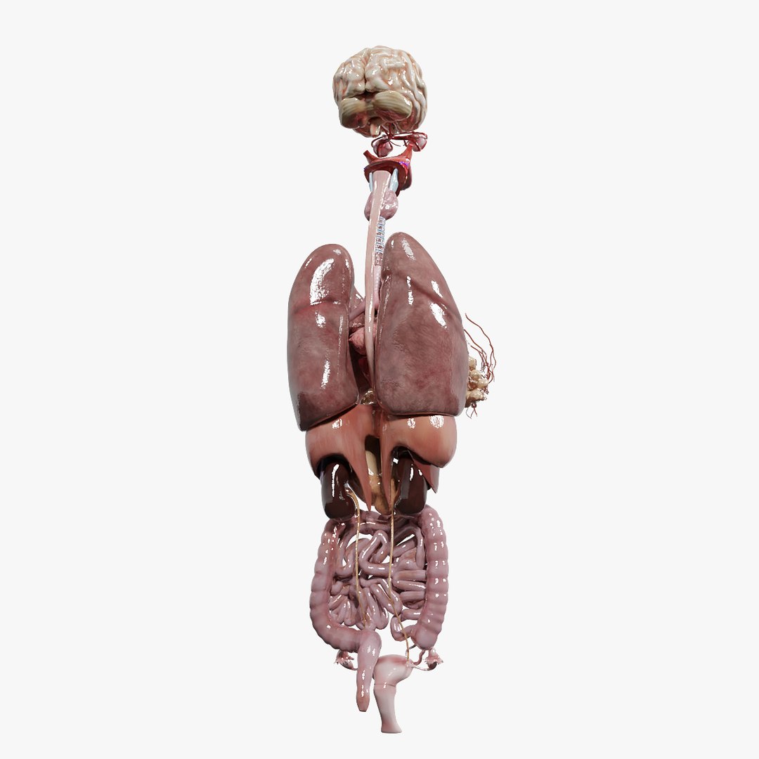 3D female internal organs https://p.turbosquid.com/ts-thumb/Lk/ctx6ja/AHHOzJ4t/fanat_04/jpg/1586481612/1920x1080/fit_q87/dd1999457eede712bdaf52f587ecbbfa7c9a693f/fanat_04.jpg