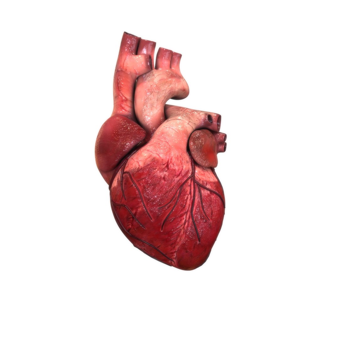3D female internal organs https://p.turbosquid.com/ts-thumb/Lk/ctx6ja/ApJDXOAF/heart/jpg/1586481699/1920x1080/fit_q87/7539d2663aa490203548bcf1c9d20cf90fc66c50/heart.jpg