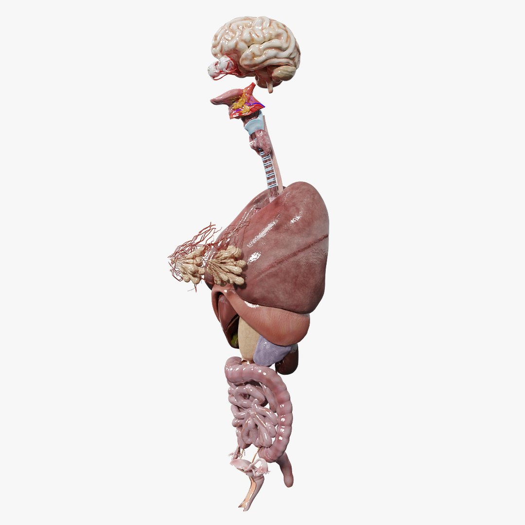 3D female internal organs https://p.turbosquid.com/ts-thumb/Lk/ctx6ja/CoIwOK90/fanat_02/jpg/1586481612/1920x1080/fit_q87/5b59954446a81f02a057088eef02edbd684d9430/fanat_02.jpg
