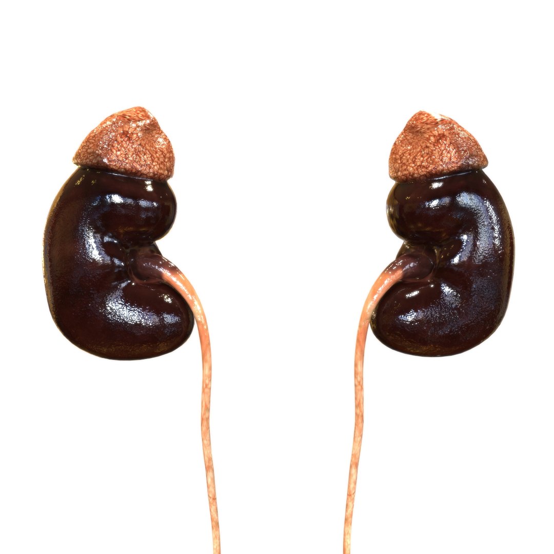 3D female internal organs https://p.turbosquid.com/ts-thumb/Lk/ctx6ja/EPdCMRse/kidney/jpg/1586481699/1920x1080/fit_q87/8fe214f92be2ec15014cf4ed99c40ac0f62be296/kidney.jpg