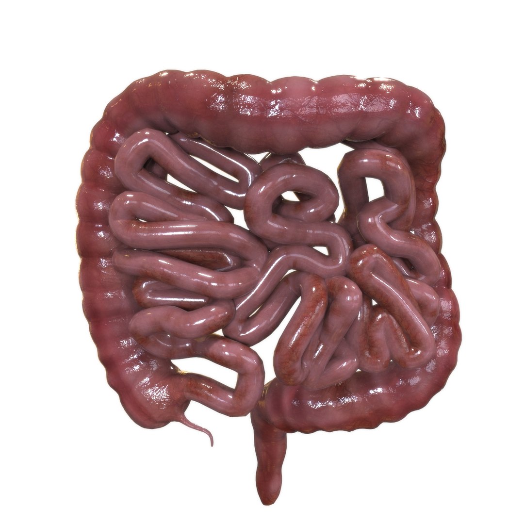 3D female internal organs https://p.turbosquid.com/ts-thumb/Lk/ctx6ja/JYcZ3dII/intestine/jpg/1586481699/1920x1080/fit_q87/186c1b9fb549e110c16b7759271fb8096309eeb0/intestine.jpg