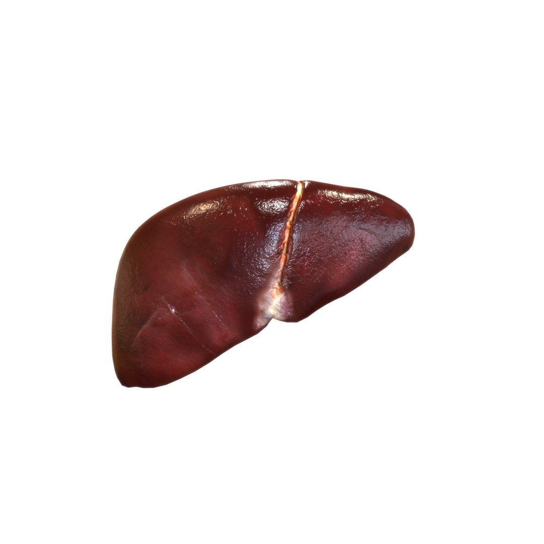 3D female internal organs https://p.turbosquid.com/ts-thumb/Lk/ctx6ja/Rf9oLQrD/liver/jpg/1586481699/1920x1080/fit_q87/cc2cbdb19c08bf5cdbb5bec522318d3757ff65ad/liver.jpg
