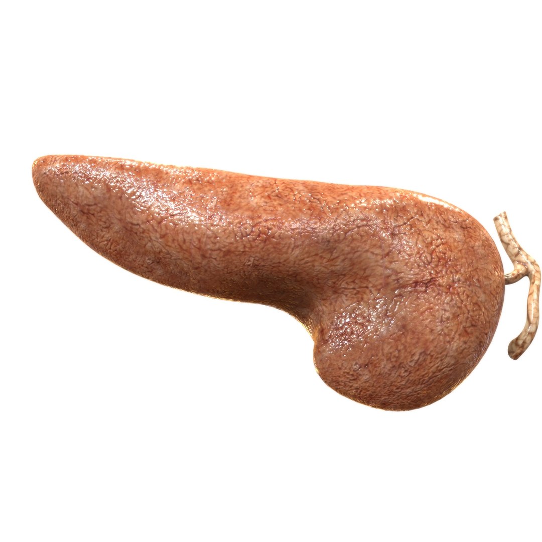 3D female internal organs https://p.turbosquid.com/ts-thumb/Lk/ctx6ja/WkhkgR8K/pancreas/jpg/1586481699/1920x1080/fit_q87/4b3cf902c995796c1035e92c8bfd815a68217370/pancreas.jpg